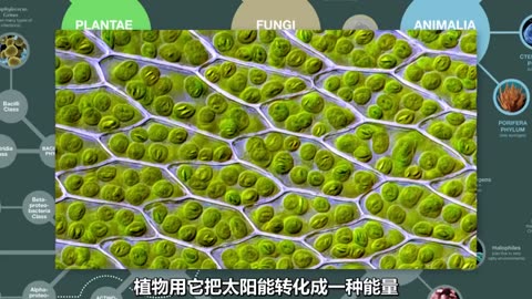 生物进化树1：早期生物 无脊椎&鱼 (2024)