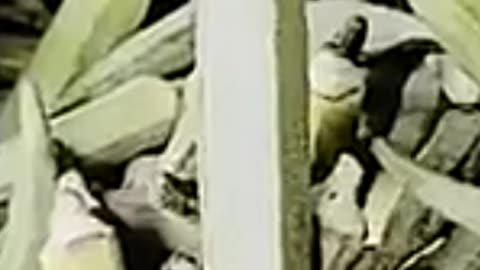 "आलू vs भिंडी: सब्ज़ियों की जंग"