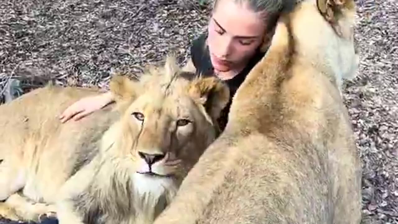 I am amazed that a Lion can be so affectionate like this. Lucky her.