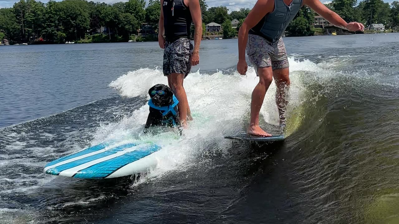 Professional Wake Surfer Pup