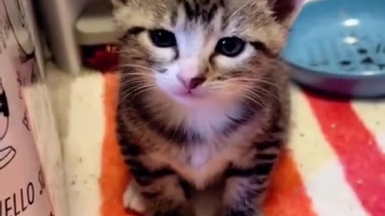 Kittens hiccups