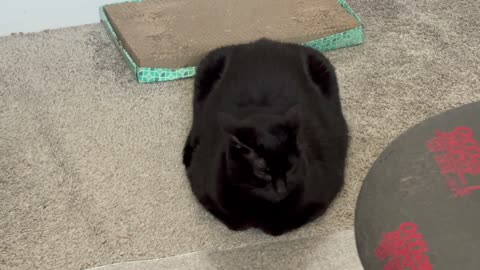 Cute Precious Piper is a Standard Rectangular Loaf - My Adopted Shelter Cat Vlog