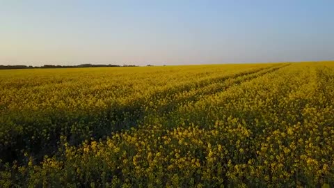 Video of a Farmlands Creative Commons Video 4k Hd Quality