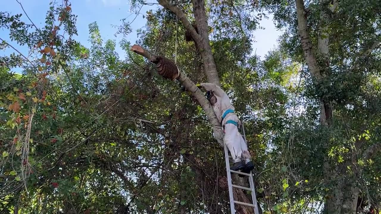 Tree hive removal