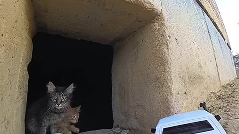 Heartwarming Street Animal Rescue 🐾 | Good Delivery for Stray Animals ❤️