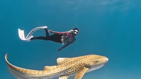 Swimming with the ocean’s most spotted beauty, the leopard shark 🦈🐆