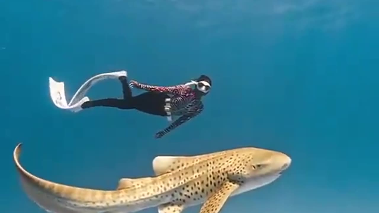 Swimming with the ocean’s most spotted beauty, the leopard shark 🦈🐆