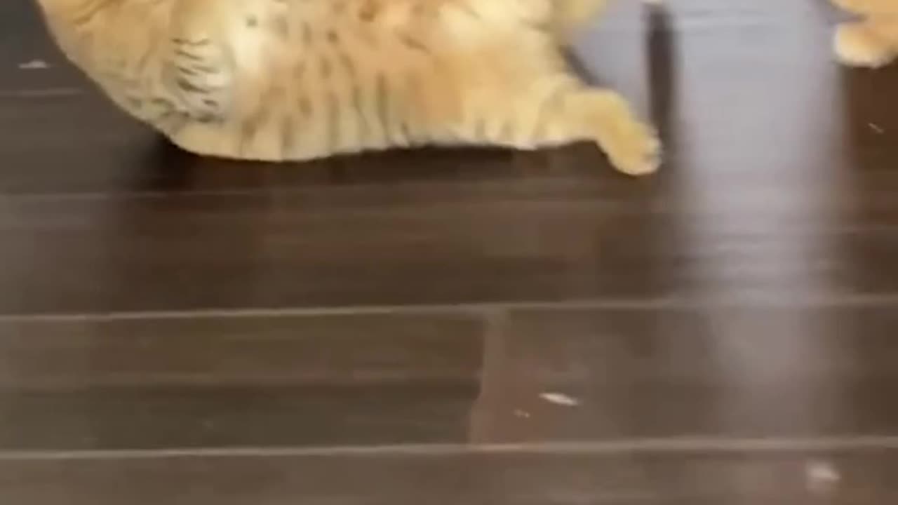 🐱 Ninja Cats Showdown! ⚔️🐾 | Epic Cat Battle