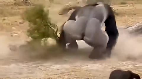 The gorilla picked up the panther and tossed it into the air