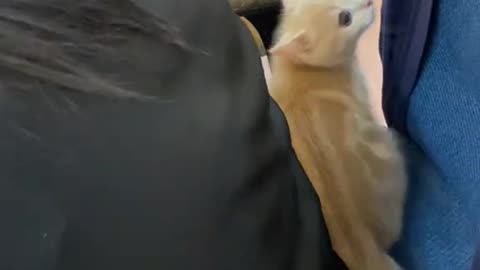 Dog's Comedy Videos 🤣 so cute videos 😍 funny videos in puppies comedy scenes 🤣 Live Camera HD 🤣