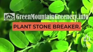 Kidney stone crusher