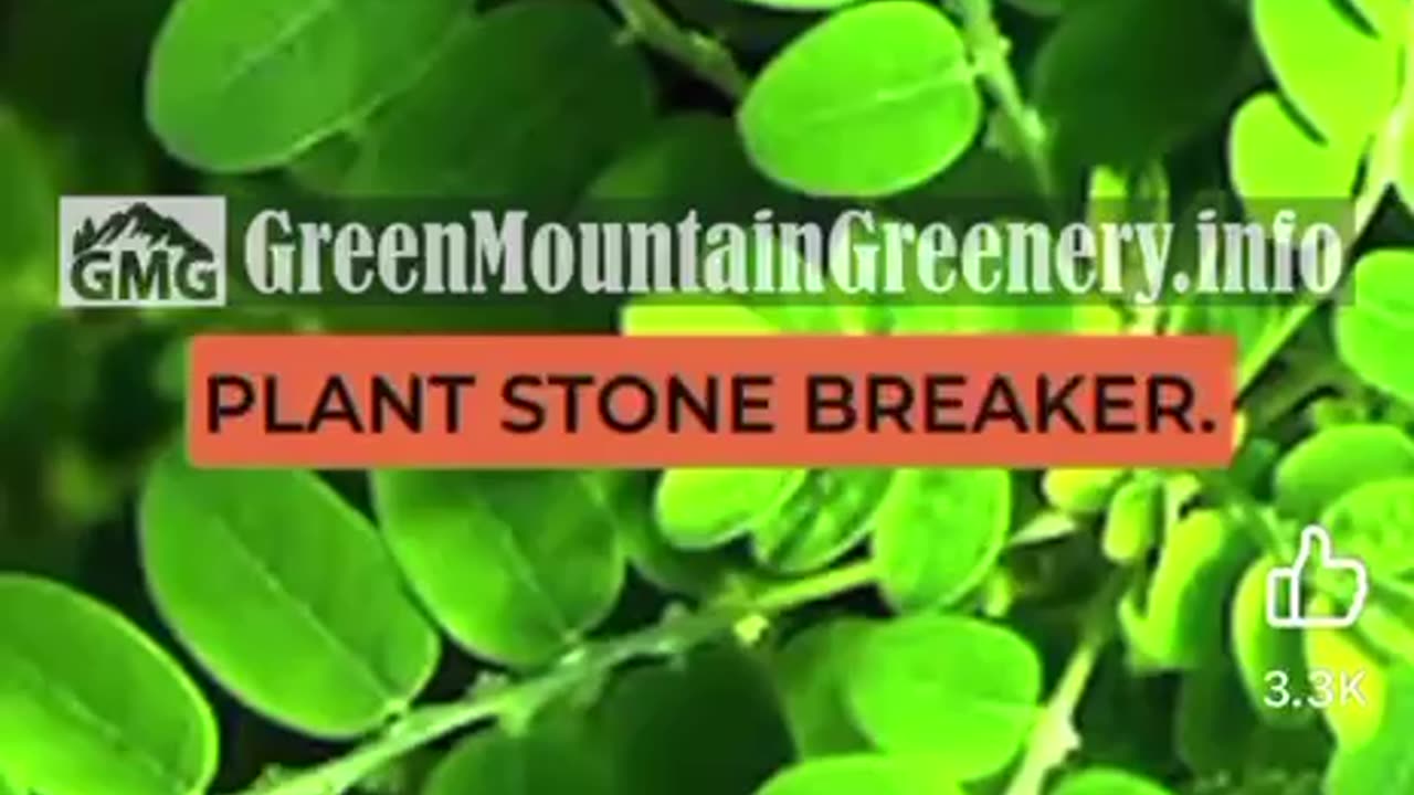 Kidney stone crusher