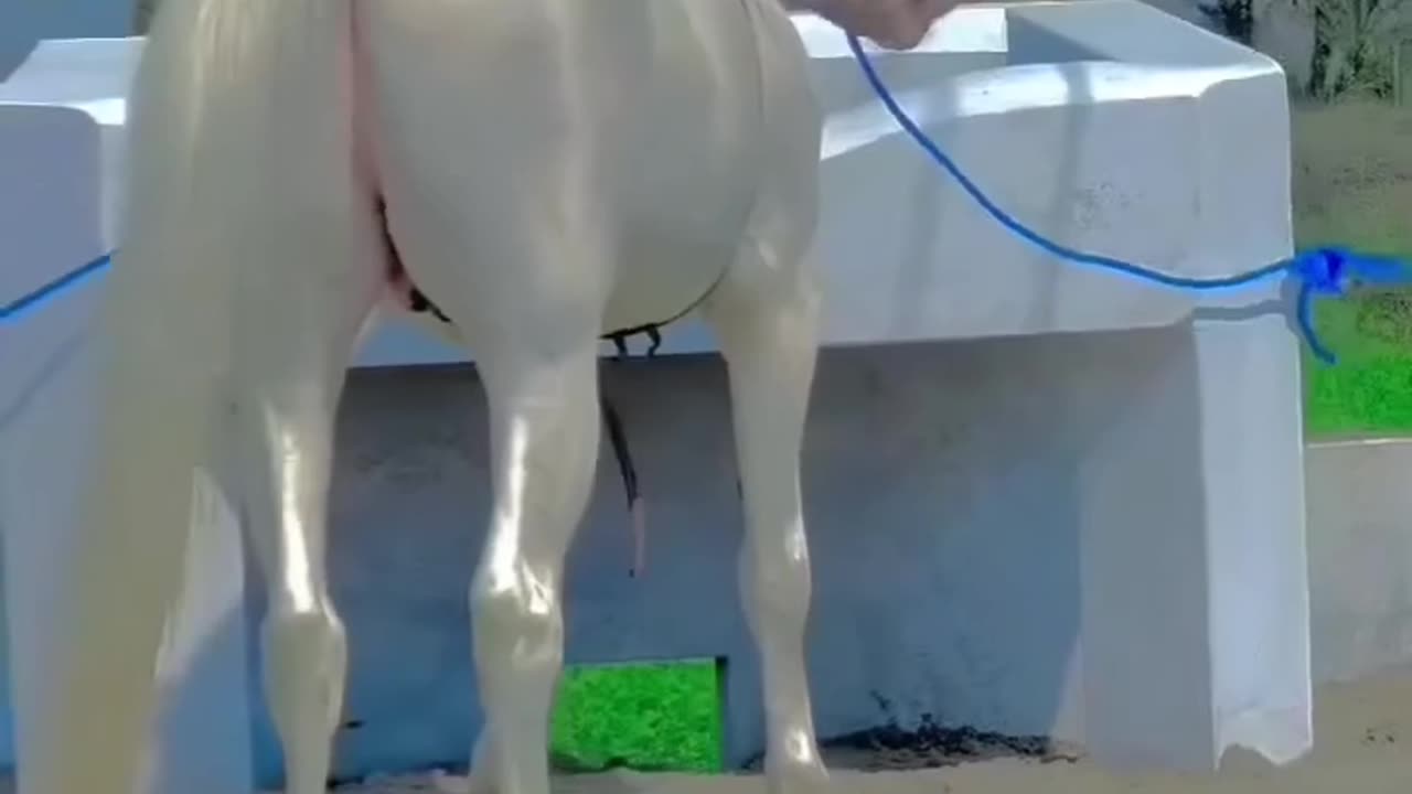 The most beautiful female horse in the world