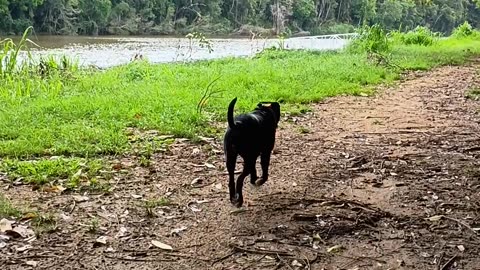 27.1.2025 Barron River Esplanade Kuranda