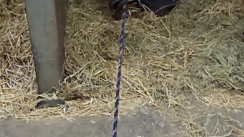 Horse Just Wants to Sleep