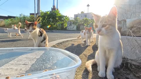 What happens when you feed a country cat 😂😺