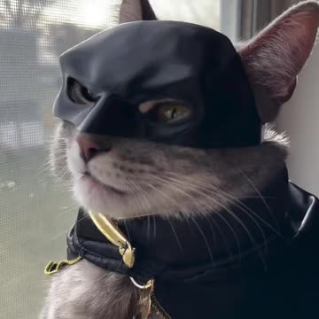 Batcat...🐾