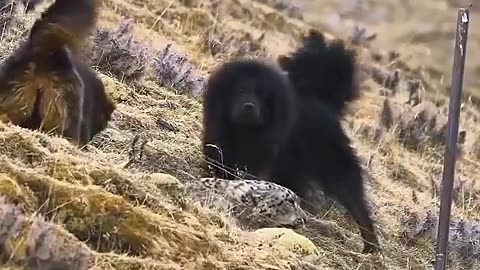 Funny animals