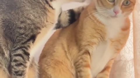 Funny video