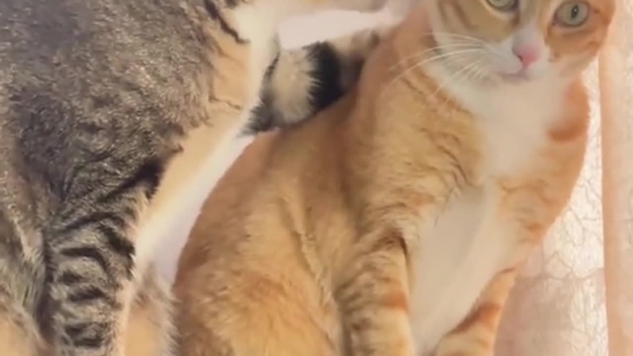 Funny video