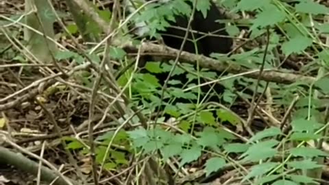 guy found a cat on the road