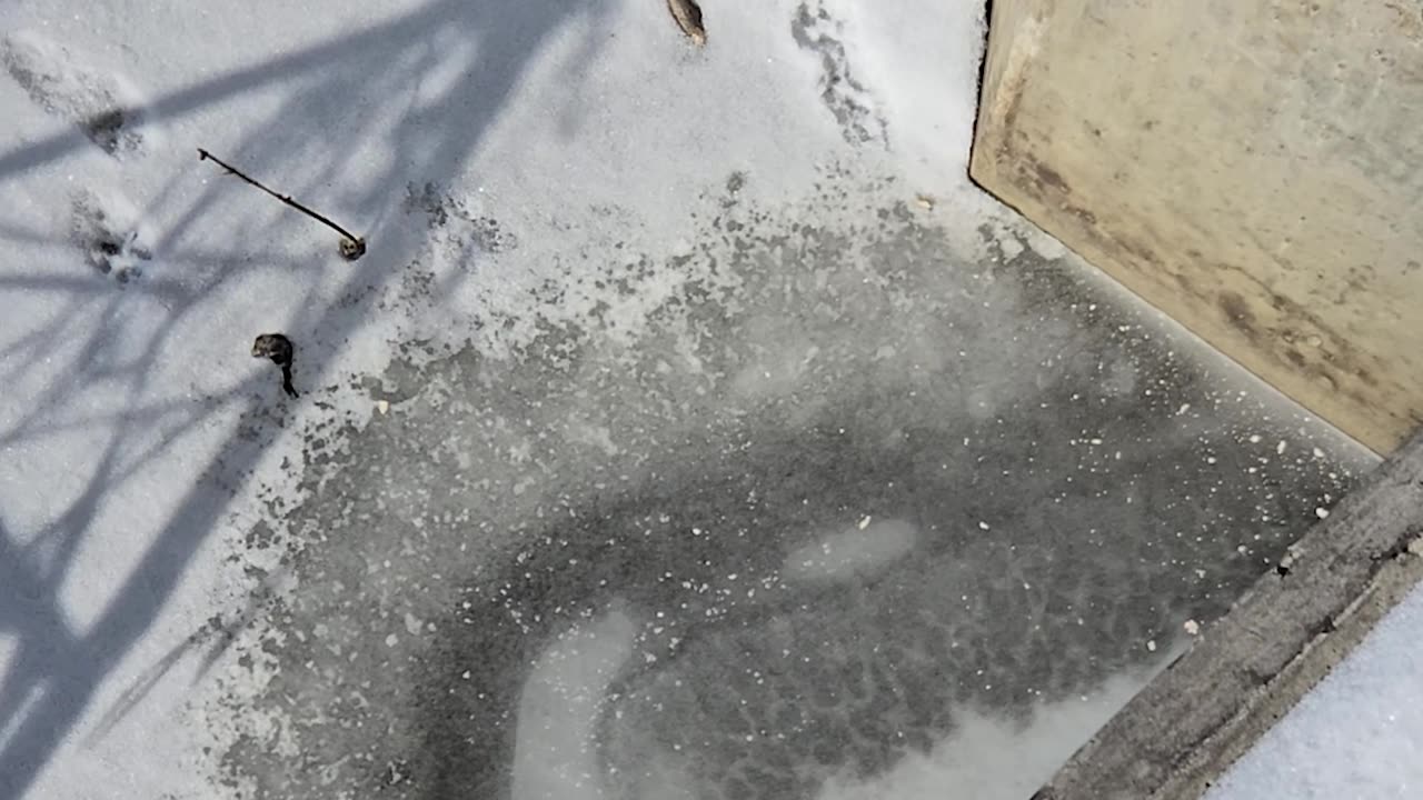 A Mink Visits My Set Location 3 Weeks Too Late