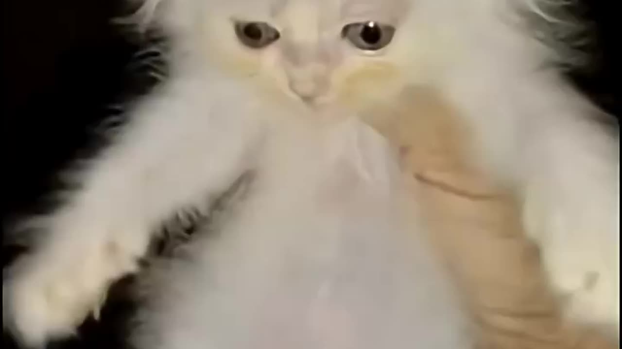 Funniest cat moments wow omg