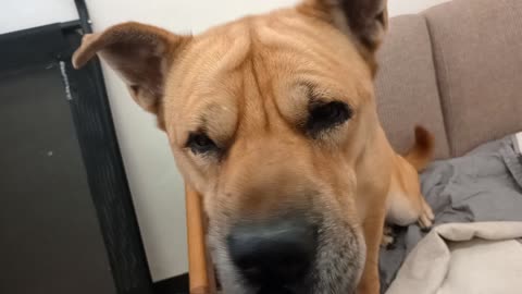 Mocha-left 7y A701189 Roger 2y A881534 kennel 200 PACC shelter Mocha's barking less @ me20251019687