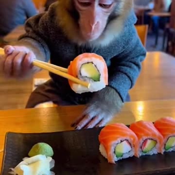Monkey Sushi Eats