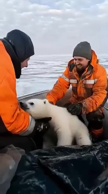 White 🐻‍❄️ bear rescue team ...