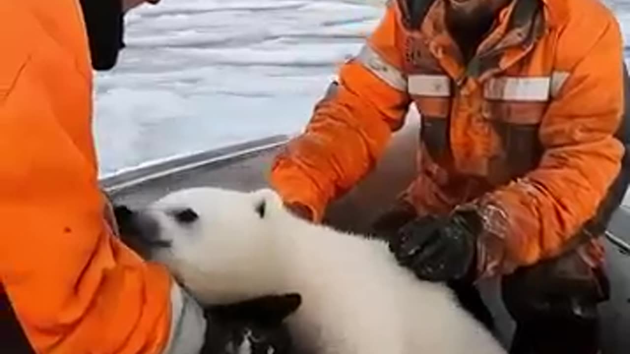 White 🐻‍❄️ bear rescue team ...