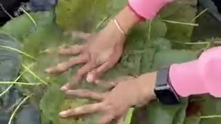 Shocking: Leaf Art - Beautiful Designer Dresses