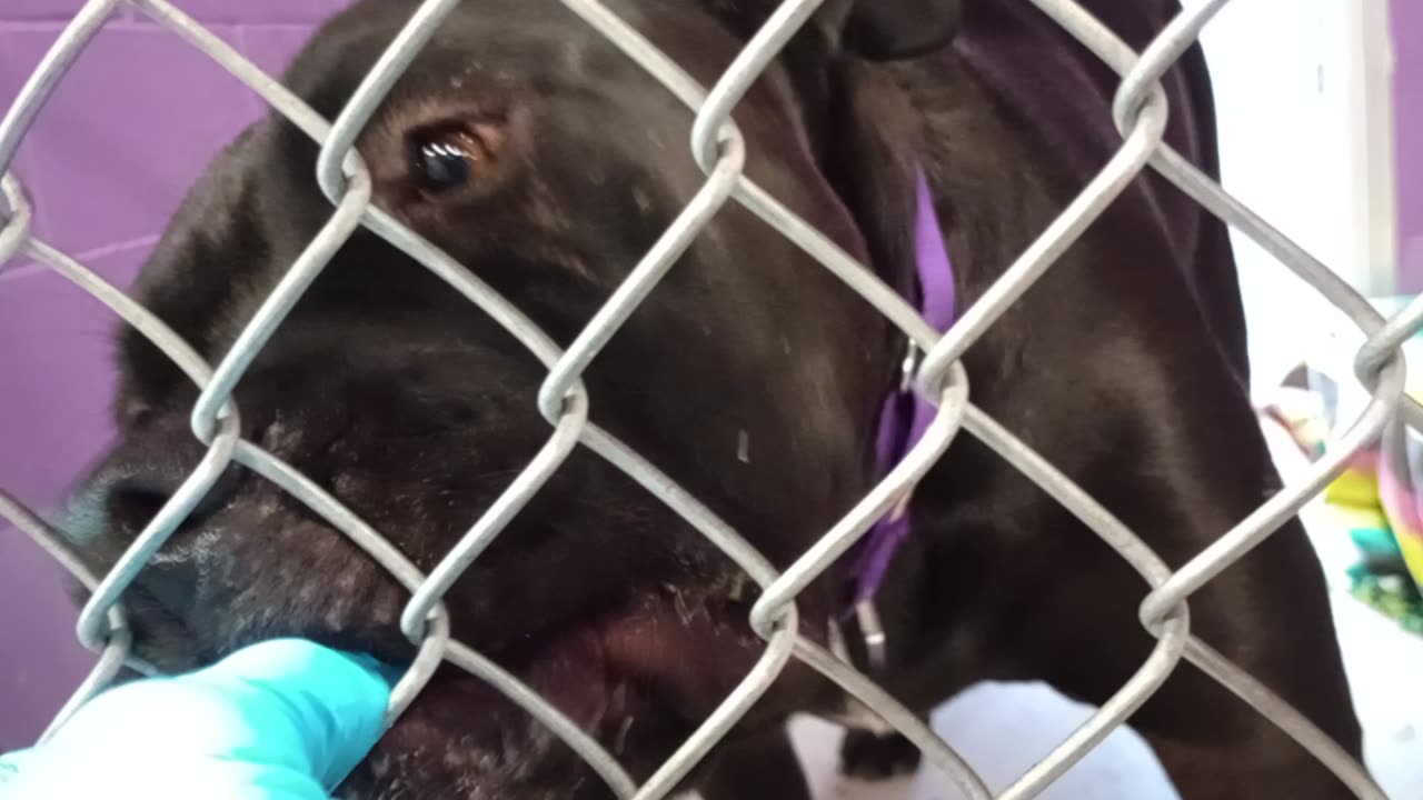Kang 4y Pet Id 949444 kennel 17 HSSAZ shelter_20250926_133327372