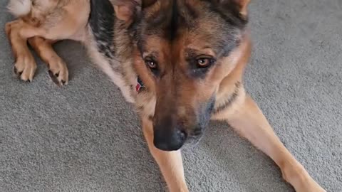 Virgil german shepherd.