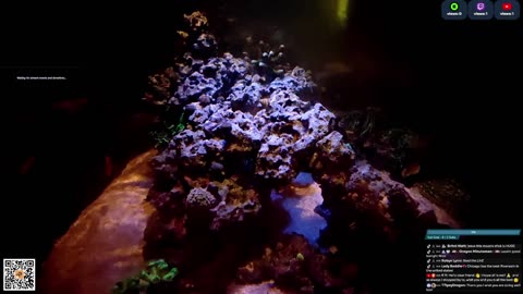 24/7 Real Live Reef Stream