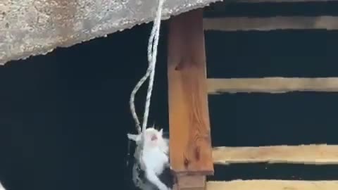 🤯✨ Watch People Overcome The Challenge To Rescue A Kitten! | FeedMyCuriosity