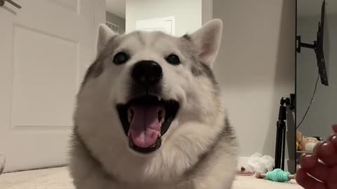 Dog's Comedy Videos 🤣 so cute videos 😍 funny videos in puppies comedy scenes 😂 so cute 🥰