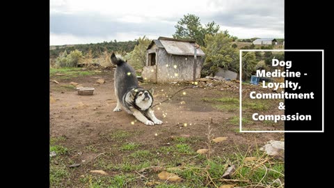 Dog Medicine -Loyalty, Committment, Compassion