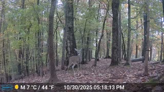 The Woods – 10/31/2025