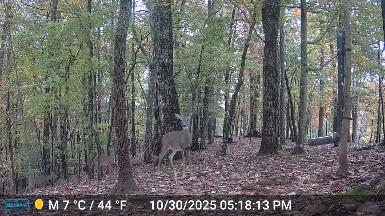 The Woods – 10/31/2025