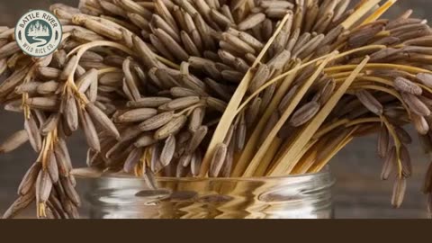 Get High-Quality Wild Rice for Sale – Order Today