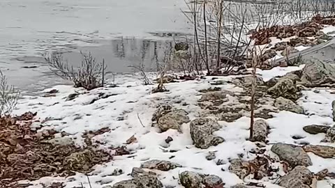 Geese skating on a frozen pond