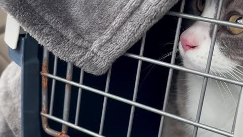 Cat Vocally Angry About Crate
