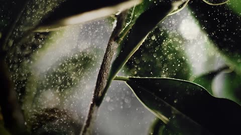 JISOO – Your Love (Special Video) 🌿 | Rainforest Wild ASIA, Singapore |