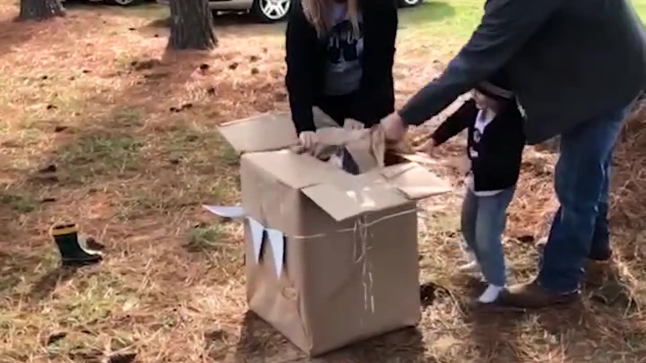 Funny Hilarious Gender Reveal Fails Try Not to Laugh Challenge!