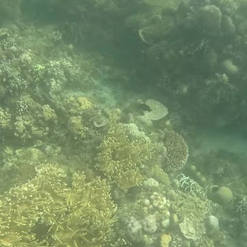 Dive into Serenity, A Morning Snorkeling Adventure