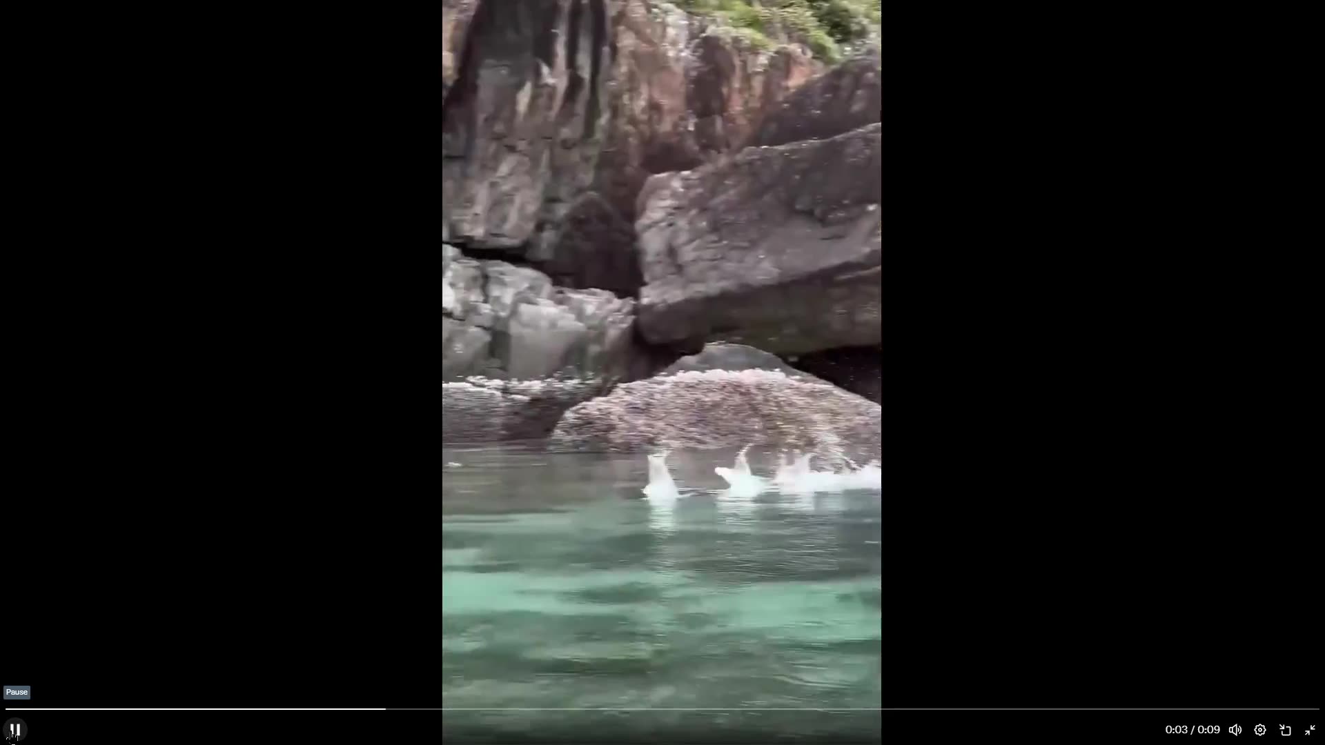 Amazing school of mullet fish jump out of the water as one group!