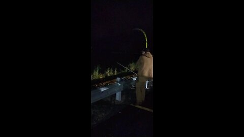 Turtles Been Stealing All The Bait!!