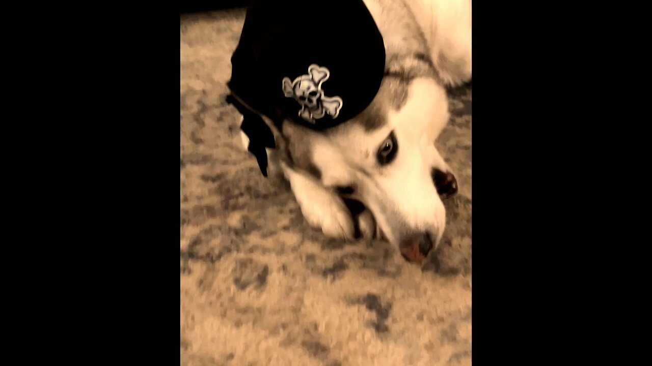 ✨Storybook Saturday✨Treasure Island