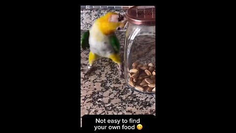 Parrot’s effort to eat his lunch